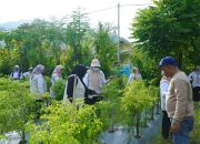 TP PKK Tidore Kepulauan Panen Perdana Cabe, Bukti Gerakan Tanam Serentak Tekan Inflasi